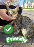 Custom Cat Photo Card Set (108 Cards) - Friendly Version