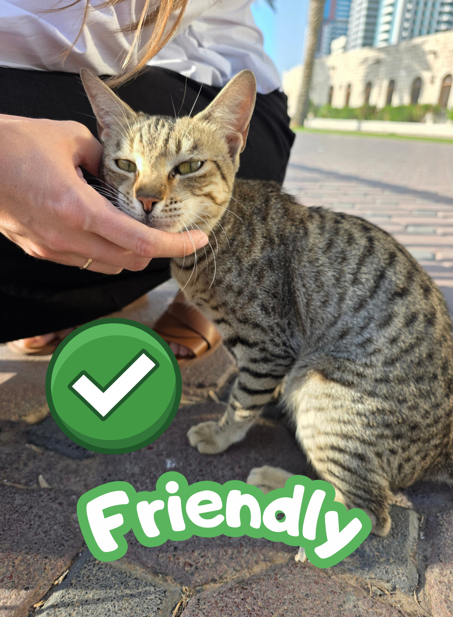 Custom Cat Photo Card Set (108 Cards) - Friendly Version