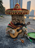 Custom Cat Photo Card Set (108 Cards) - Mexican Version