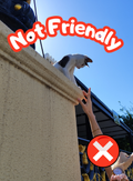 Custom Cat Photo Card Set (108 Cards) - Not Friendly Version